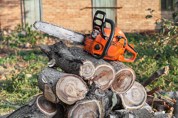 The Steps Involved in Our Tree Care Process in Evergreen, MT